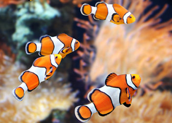 熱帯魚飼育