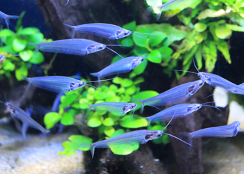 熱帯魚飼育の写真 (4)