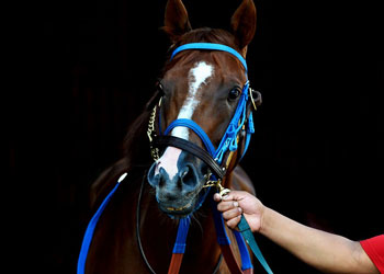 競馬の写真 (2)