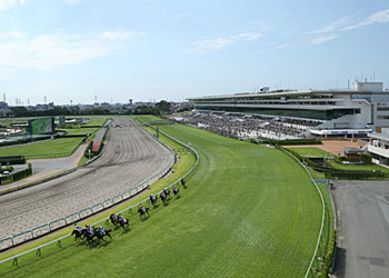 競馬の写真 (5)