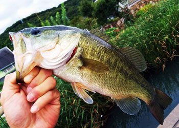 釣りの写真 (2)